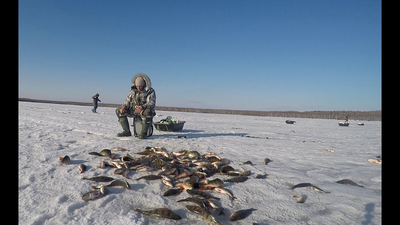 Достойное закрытие сезона твердой воды весна 2018 ,бешенный клев окуня на блесну .