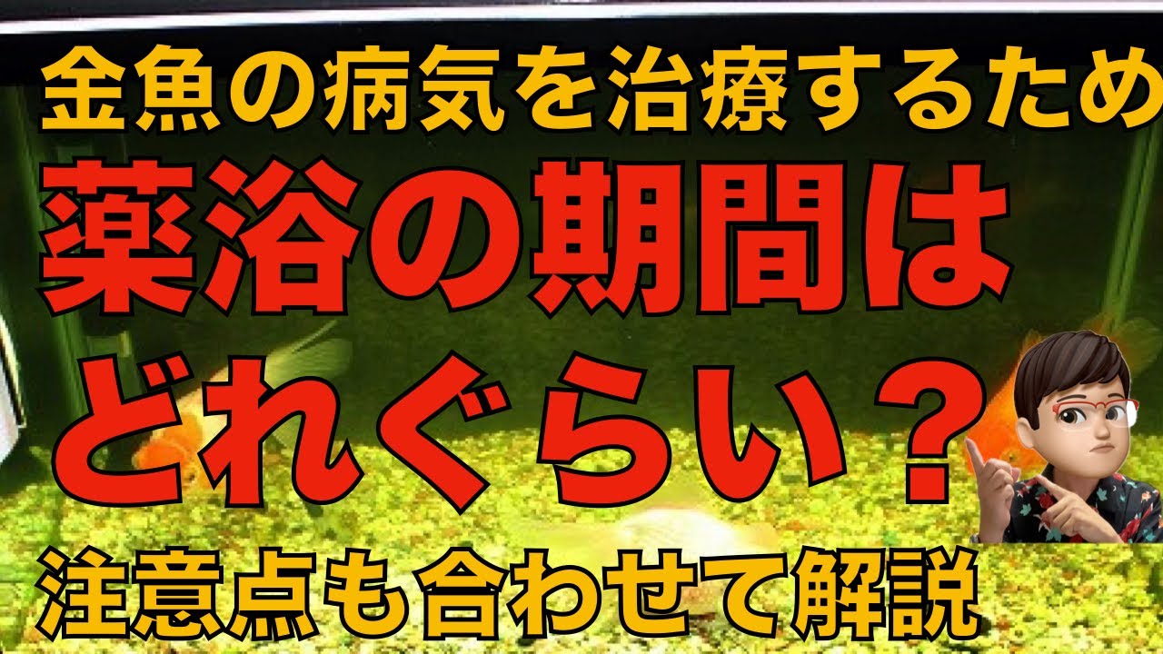 【金魚】病気を治療するための薬浴の期間はどれぐらい？注意点も合わせて解説します