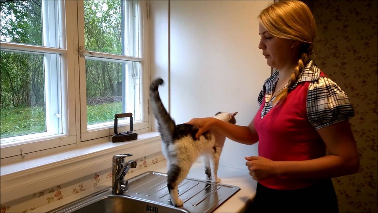 Kissan siedättäminen nostamiseen