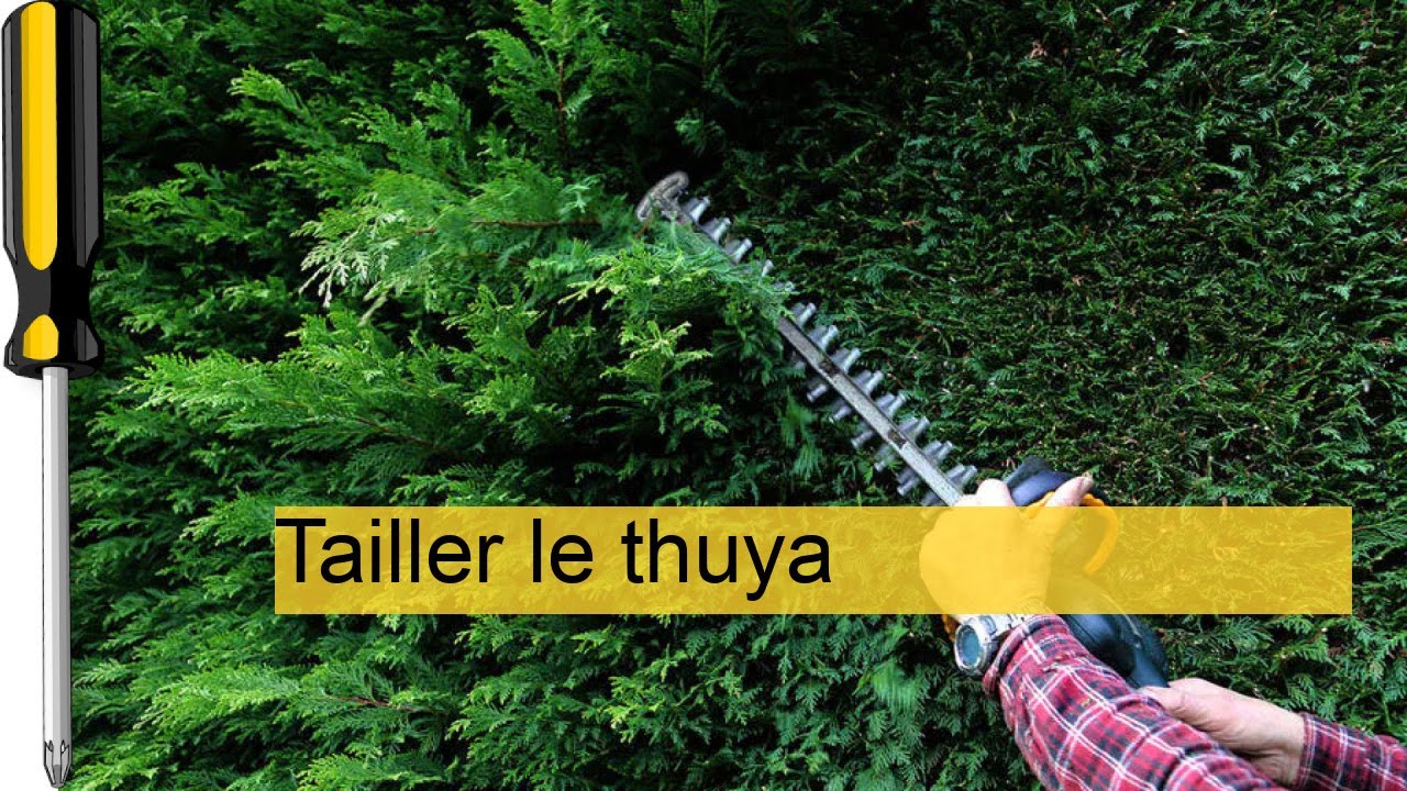 Guide Pratique : Comment Tailler le Thuya pour un Jardin &Eacute;clatant