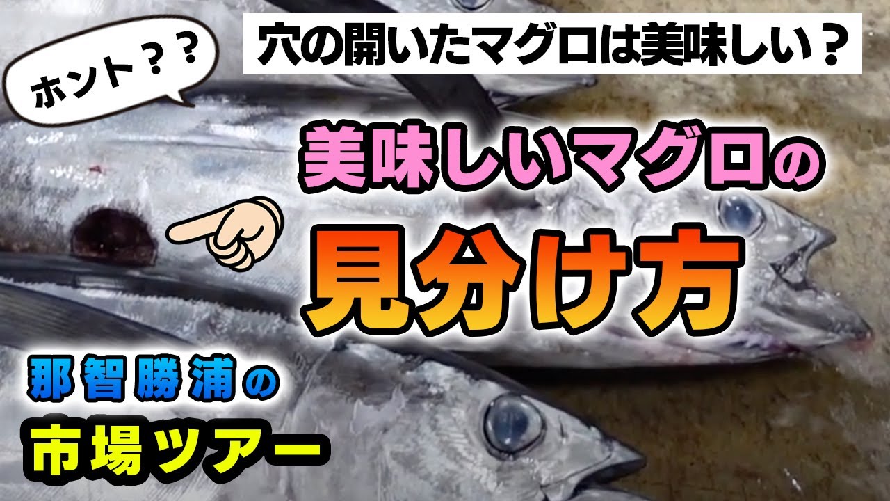 穴の開いたマグロは美味しい？？美味しいマグロの見分け方教えます！マグロの町の市場ツアー！（和歌山県の那智勝浦）