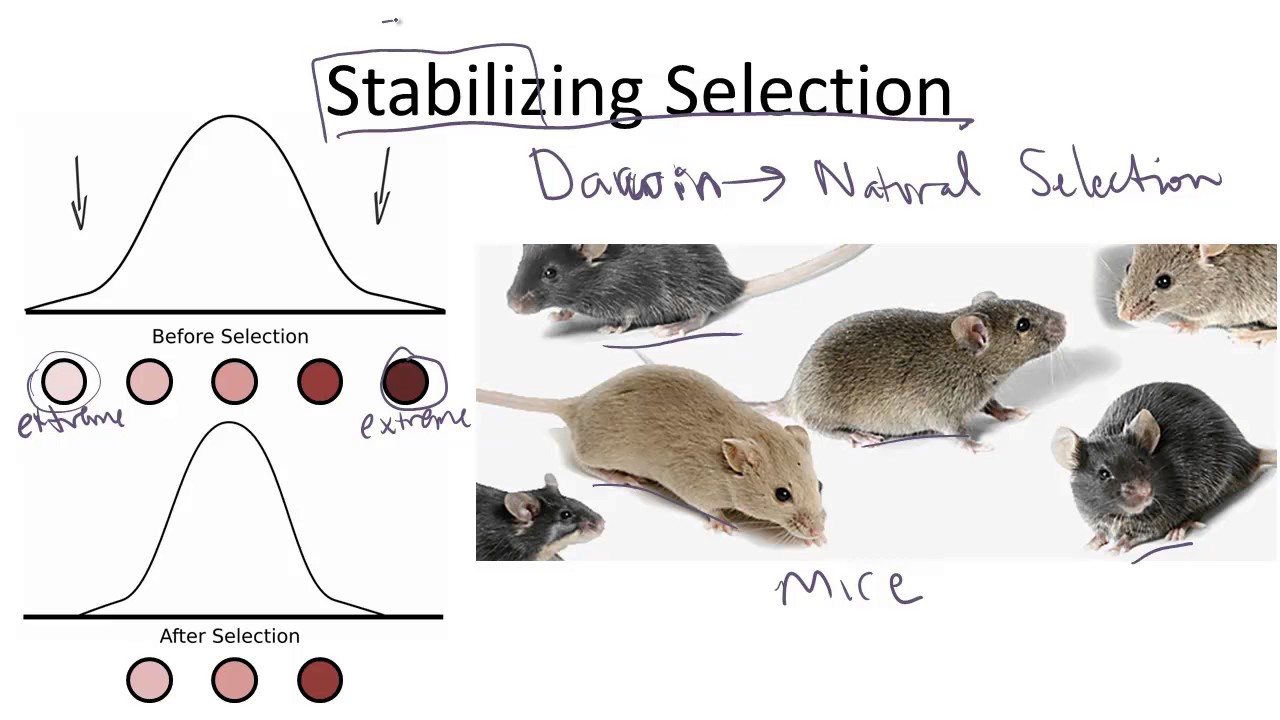 Stabilizing Selection
