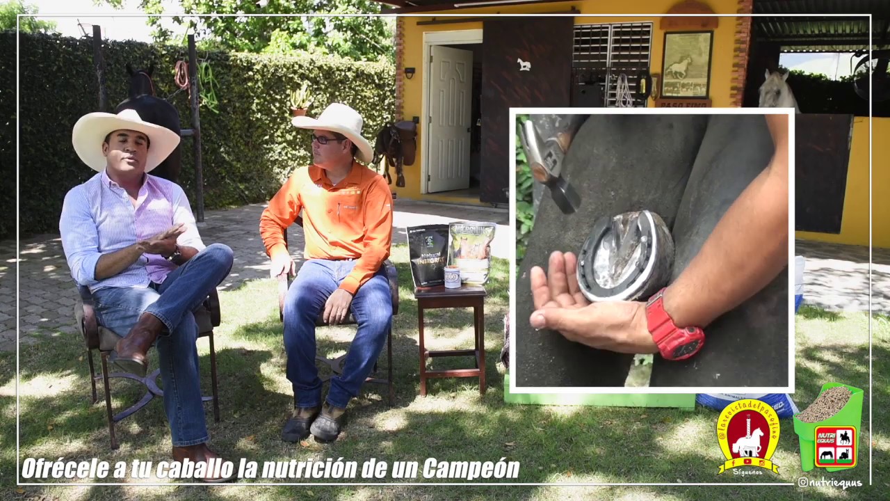 Costo de un Caballo en República Dominicana