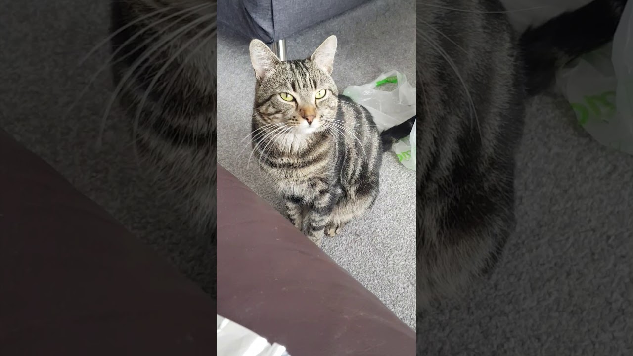 Cute Scottish Tabby Cat meowing