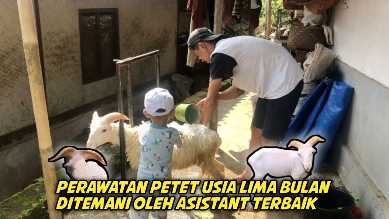 PERAWATAN PETETAN ANAK DOMBA GARUT JANTAN