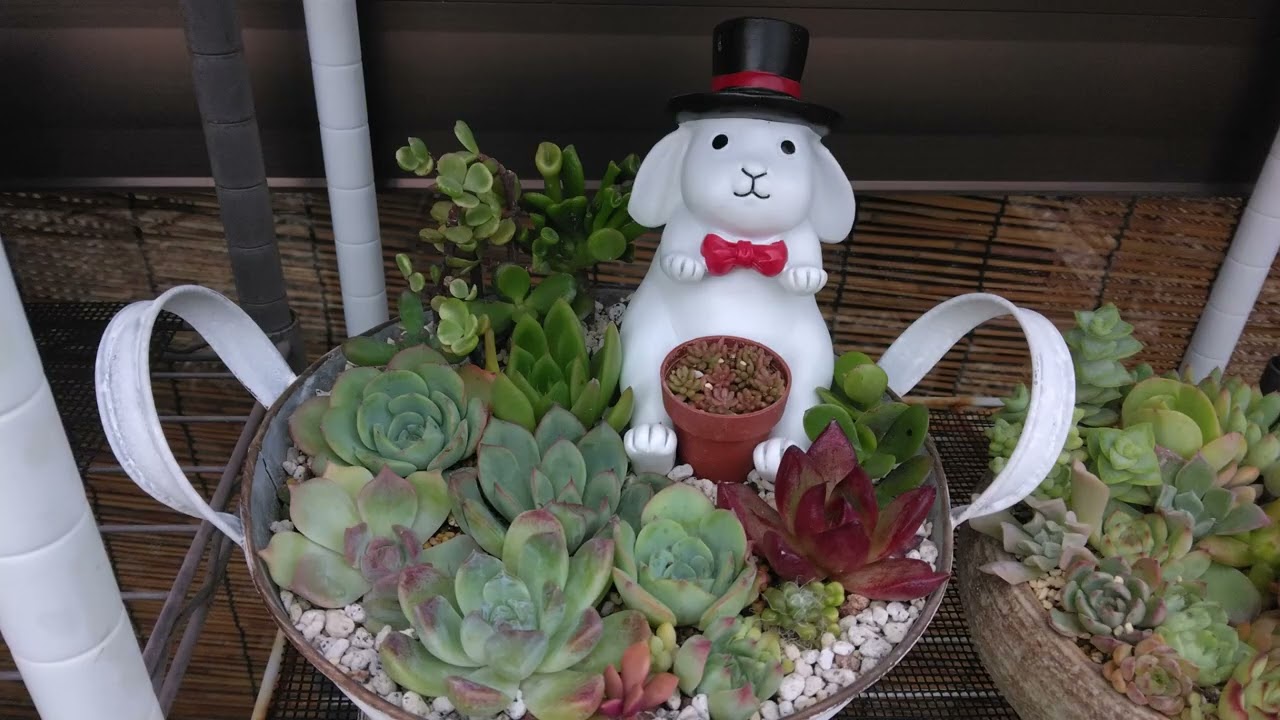 2025年　9月多肉植物