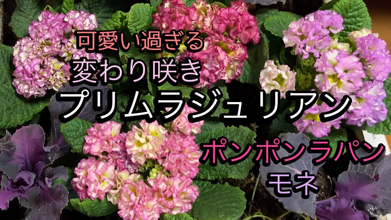 【プリムラジュリアン】変わり咲き　ポンポンラパン　、プリムラ　モネ　フリルが可愛い。5月まで咲き続きますよ。