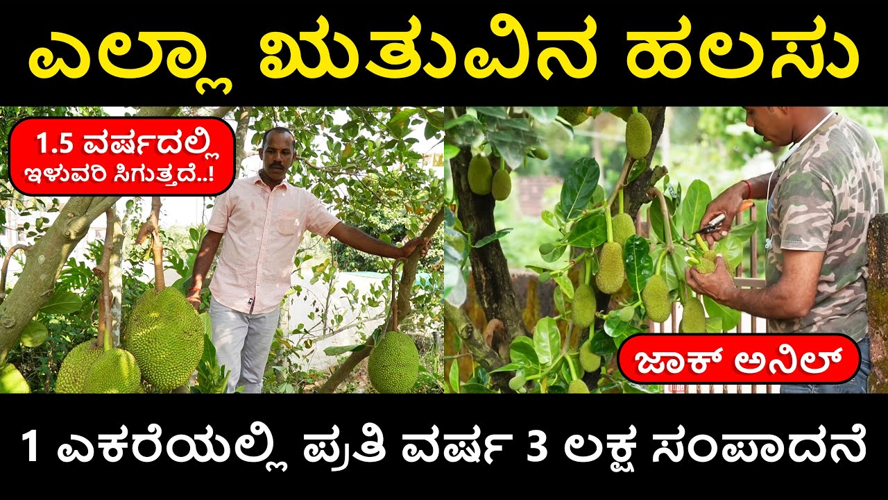 ಎಲ್ಲಾ ಋತುವಿನಲ್ಲಿ ಆಗುವ ಹಲಸಿನ ಹಣ್ಣಿನ ಕೃಷಿ | ಜಾಕ್ ಅನಿಲ್ | ನಿನ್ನಿಕಲ್ಲು ನರ್ಸರಿ