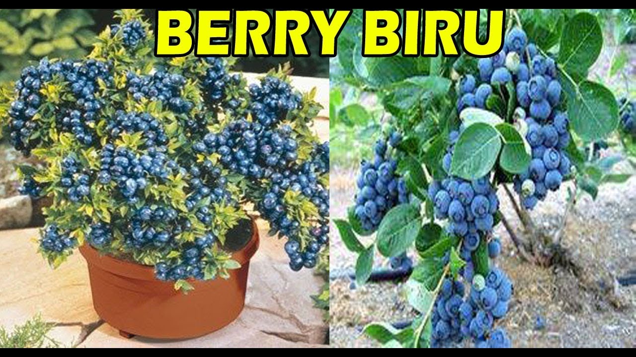 Panduan Tanam BLUEBERRY  dalam POT | How to Plant Blueberry in Container