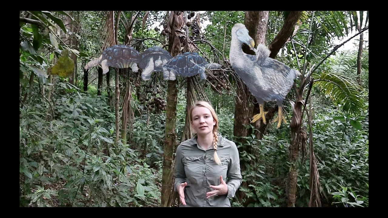 Seed dispersal on the island Mauritius after losing the Dodo