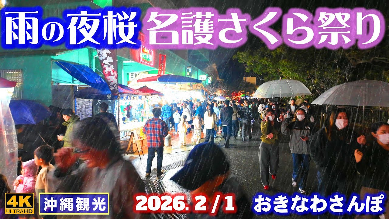 ◤沖縄旅行◢ 雨の中の桜祭り♯1145 おきなわさんぽ The 63rd Nago Cherry Blossom Festival.