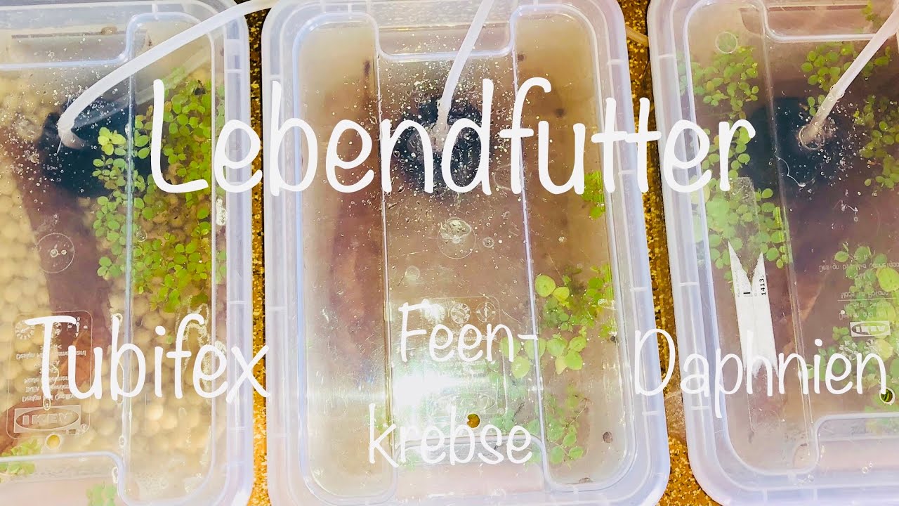 Lebendfutter züchten