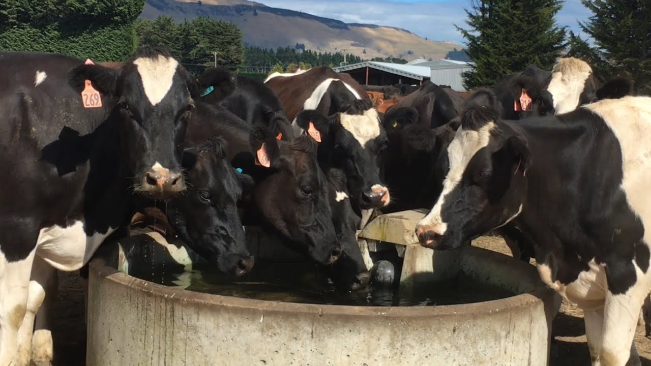 Cows Drinking Water / Cattle Drinking Water / ASMR / Farm Life NZ / Dairy Farming NZ/ Pete Farm Life
