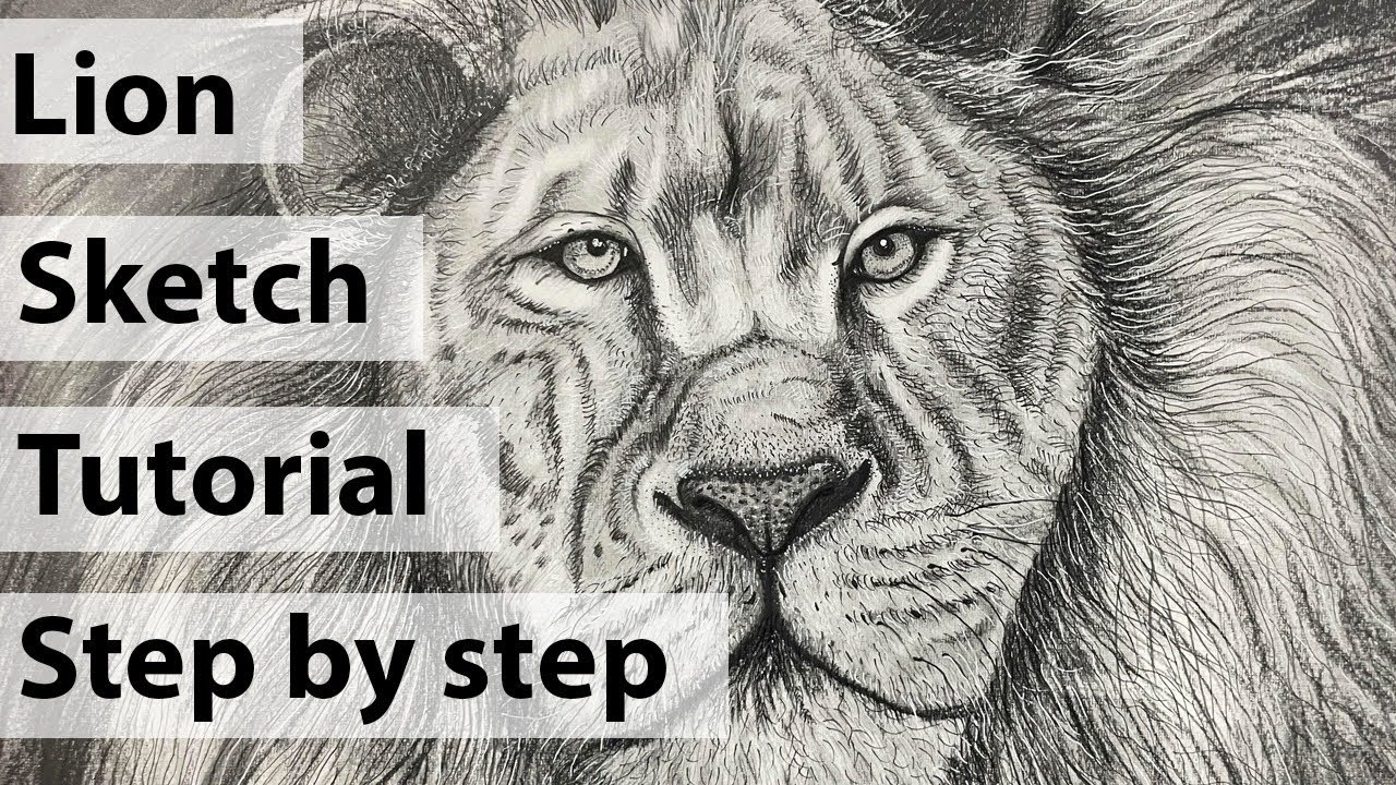 Lion drawing sketch  easy tutorial step by step