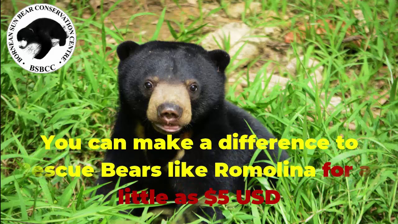 Save Sun Bears And Donate | Donations Needed To Save Sun Bears