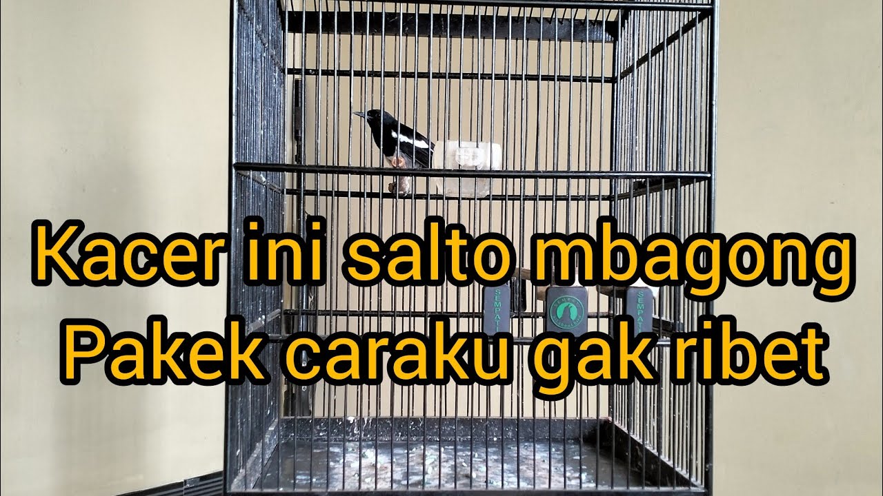 cara merawat Kacer salto plus mbagong