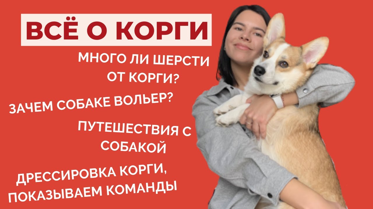 ВСЁ О КОРГИ: команды, шерсть, как оставлять одного, социализация, путешествия с собакой | Ч.2