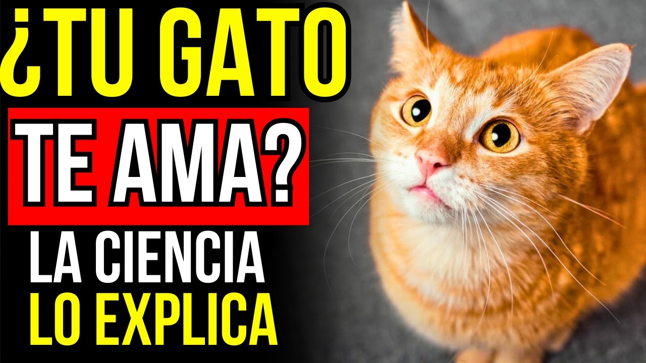 Tu Gato NO te Ve Como Crees: La Verdad Detrás de Sus Ojos 🐾