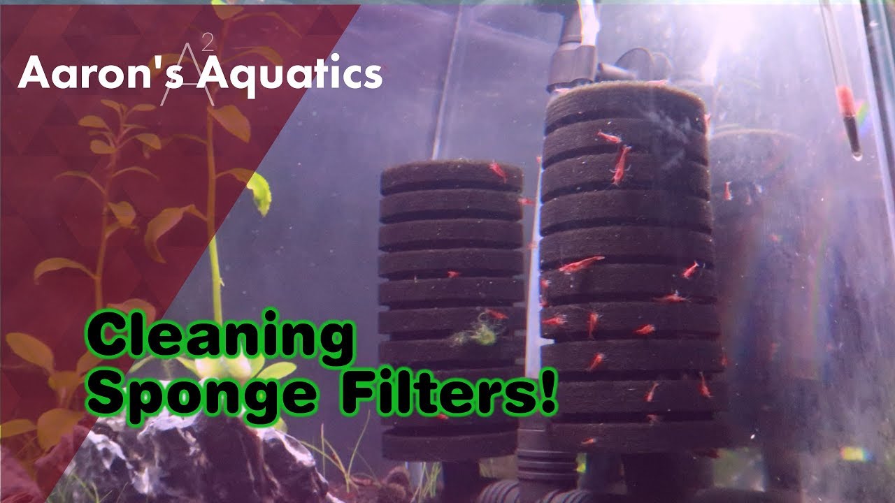 Sponge Filter Cleaning