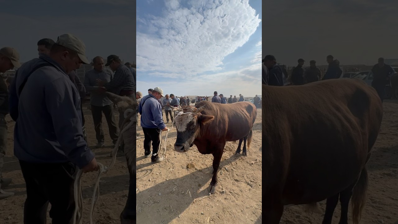 ХОЖЕЛИ МАЛ БАЗАР #бык #bull #мухаммеднукус #xojeli #каракалпакстан #rek #cow
