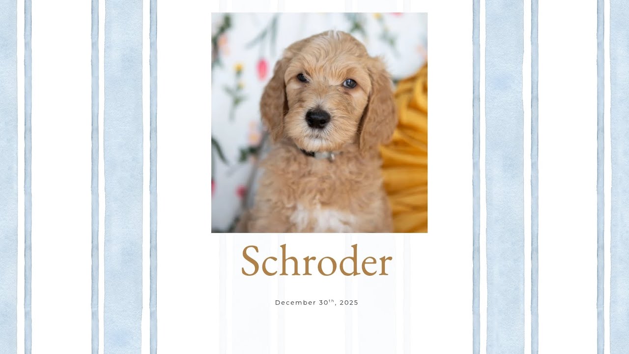 Schroder's Temperament Evaluation 