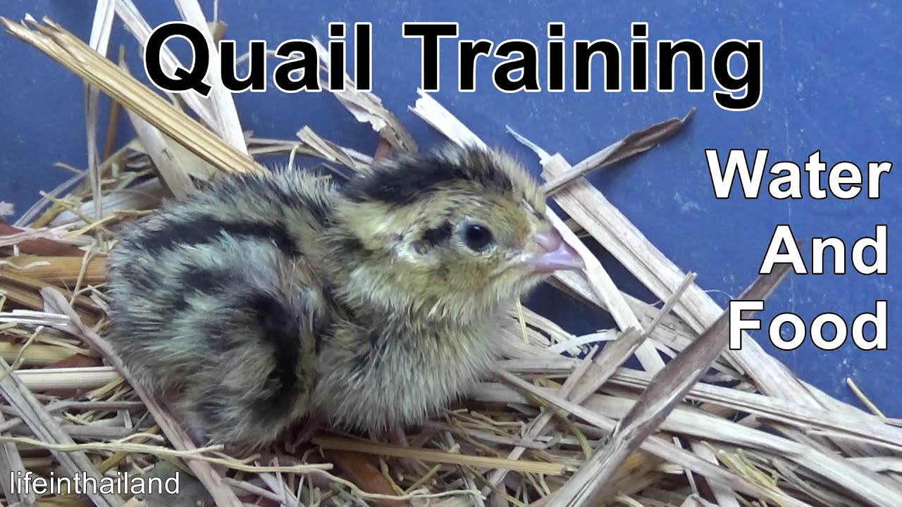 Becoming Momma Bird, Teaching Baby Quail how to eat and drink.