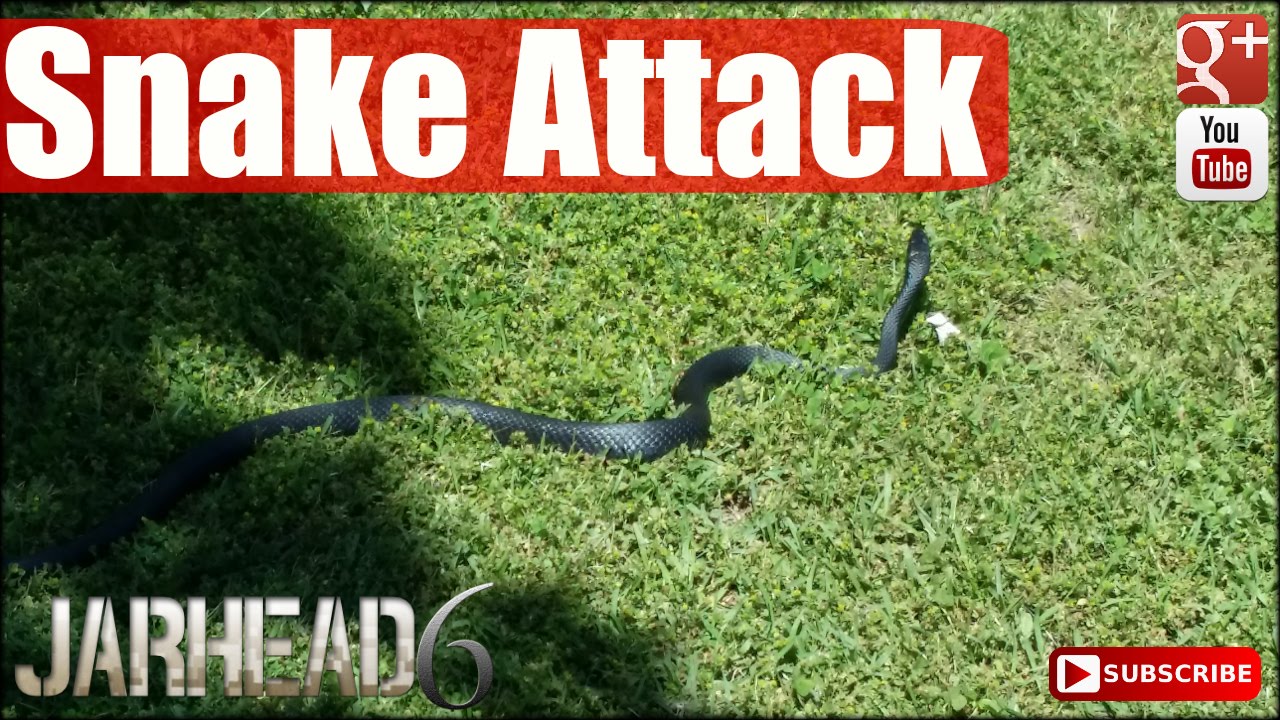 Snake Attacked & Scared Jarhead6