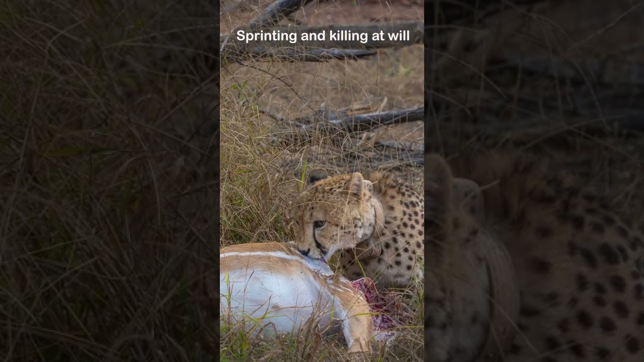 Cheetahs of Kuno National Park. exclusive preview #cheetah #kuno