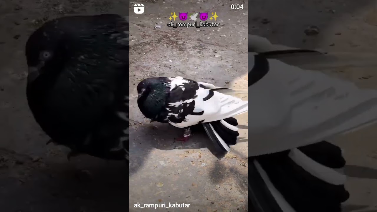 #Rampuri kabutar ka jora #pigeon #viralshort #🧿❤️
