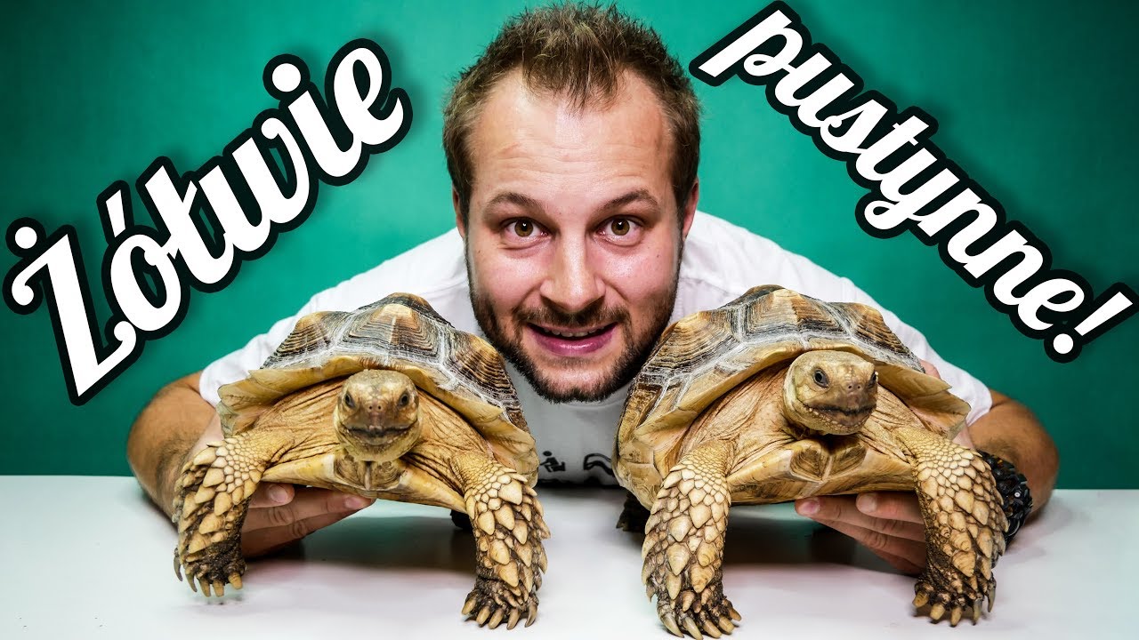 CIEKAWOSTKI O HODOWLI ŻÓŁWI PUSTYNNYCH W DOMU