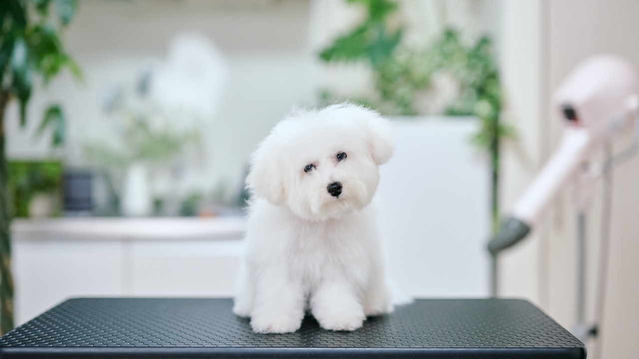 真っ白もこもこビションフリーゼの子犬をトリミングしたら