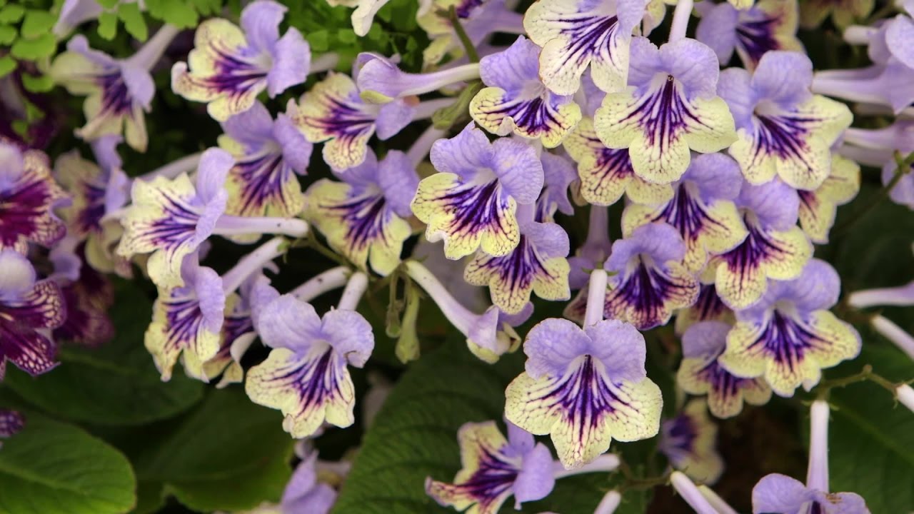 How to care for Streptocarpus | Grow at Home | Royal Horticultural Society