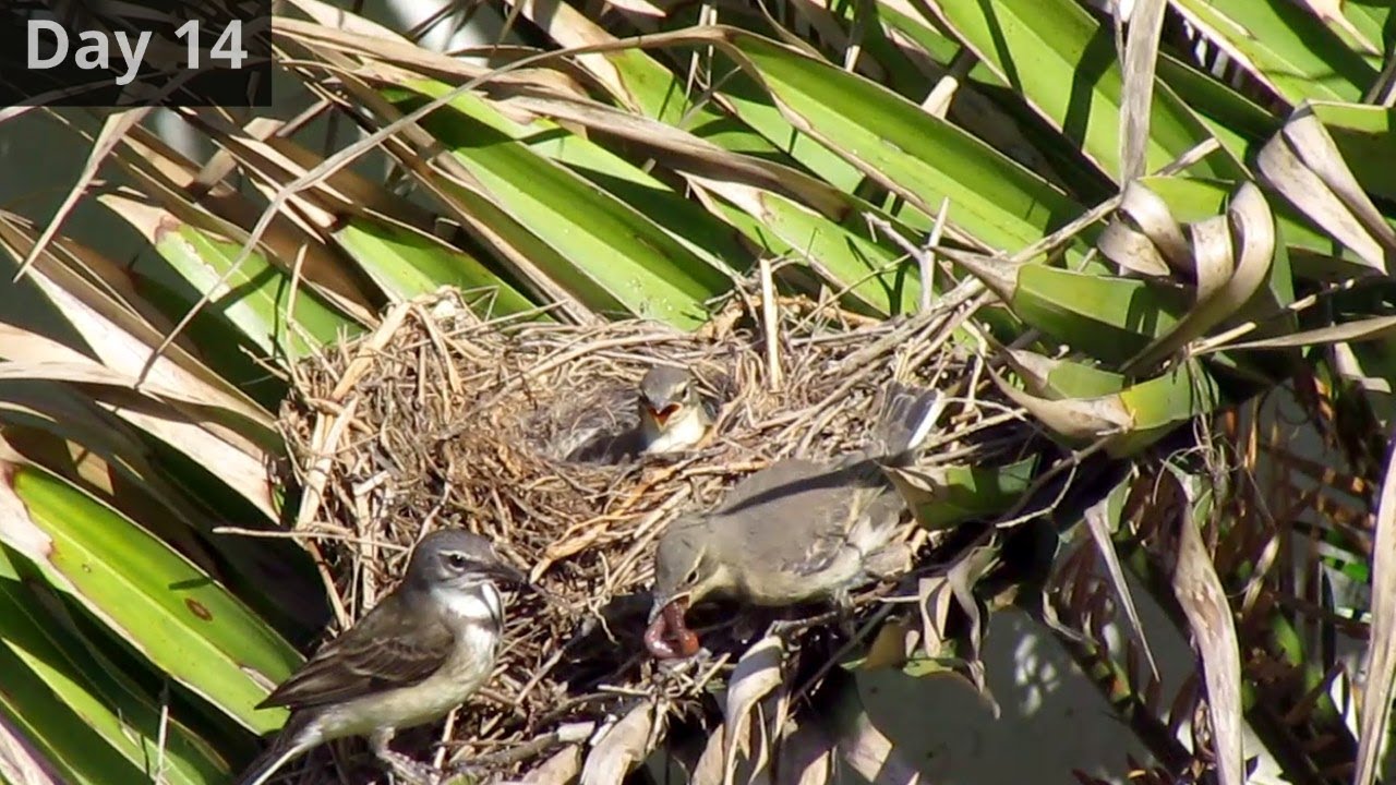 15 days in the life of a cape wagtail