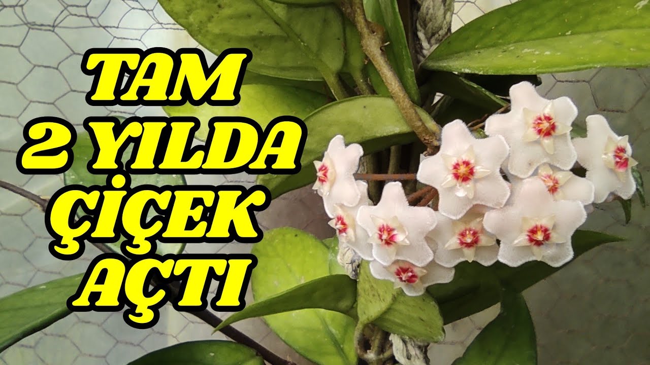 Mum Çiçeği 