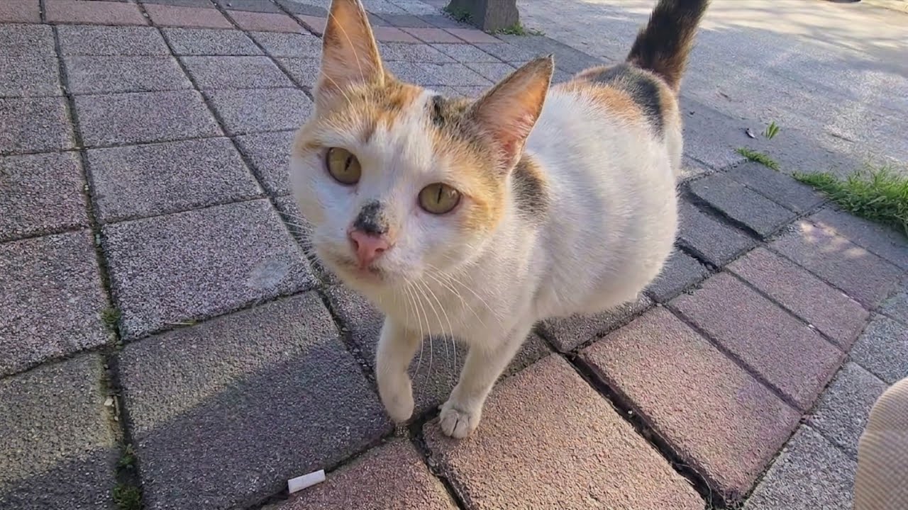 A Hungry pregnant cat comes to me, desperately asking for food.