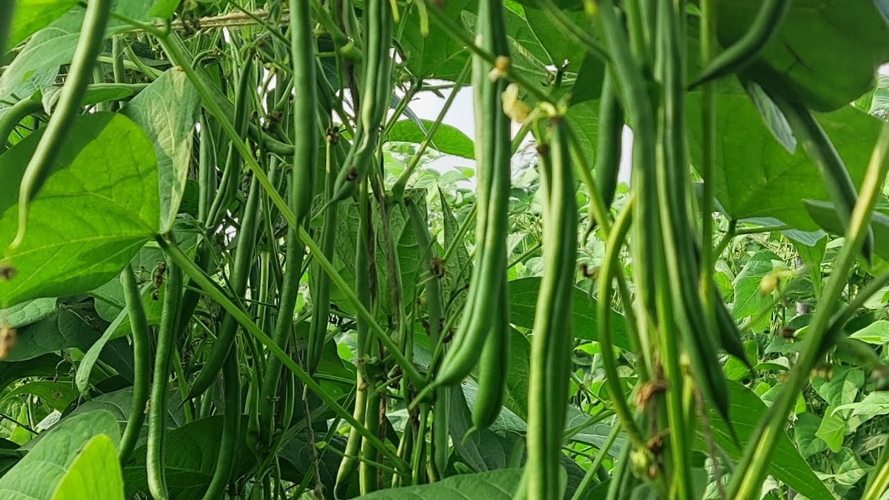Bayer Seminis Moraleda is a pole bean variety
