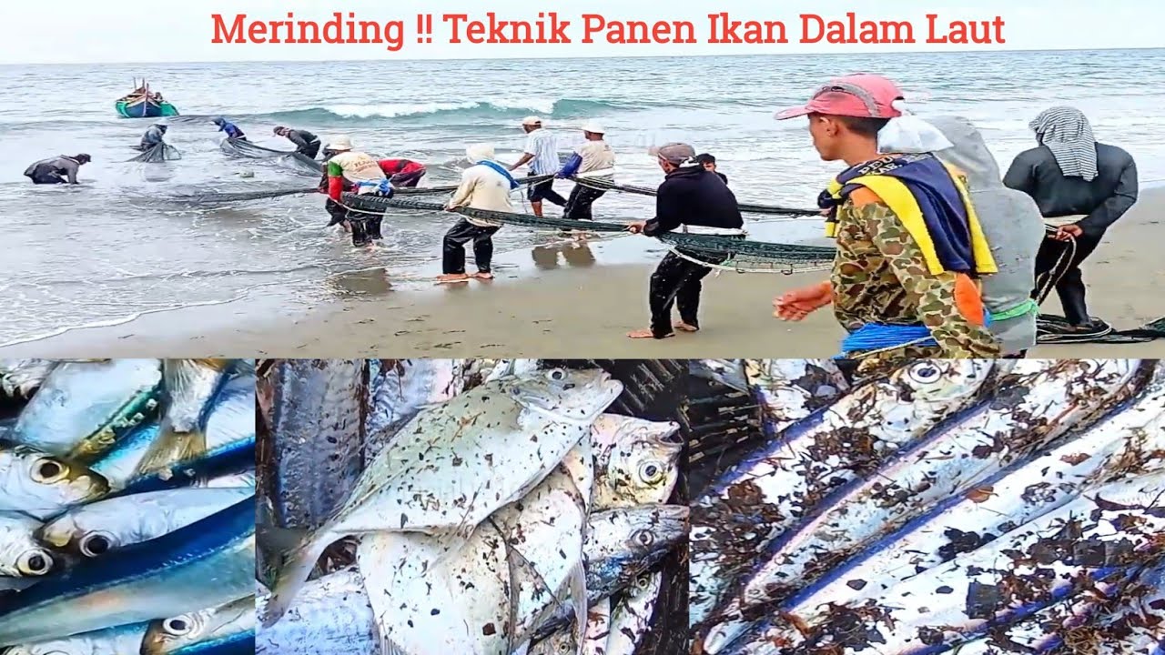 Tarik Jaring Pukat Darat Pesisir Pantai Utara Jangka, Dapat Hasil Berlimpah Ruah