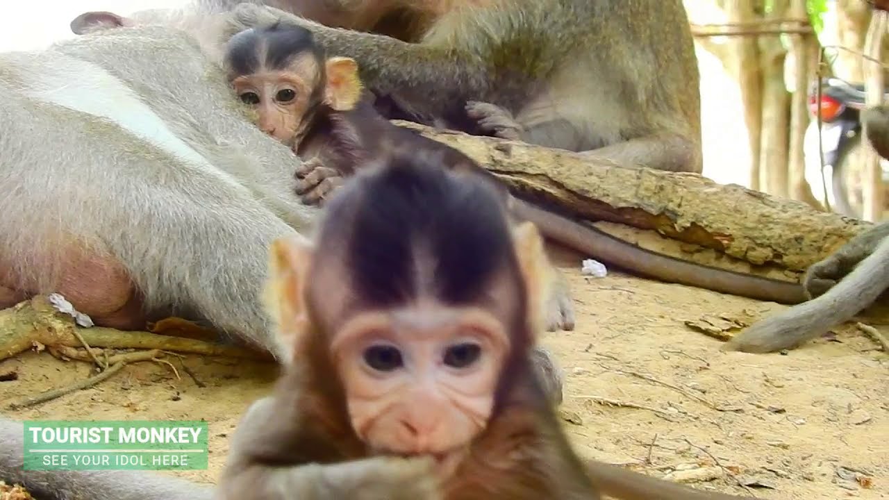 Pity adorable baby Mandela, Baby Mandel cry loudly because red ant, Why baby look cute like this