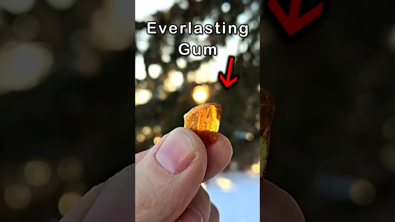 Natural EVERLASTING GUM The Billion $ Gum Industry Doesn't Want U to Know...