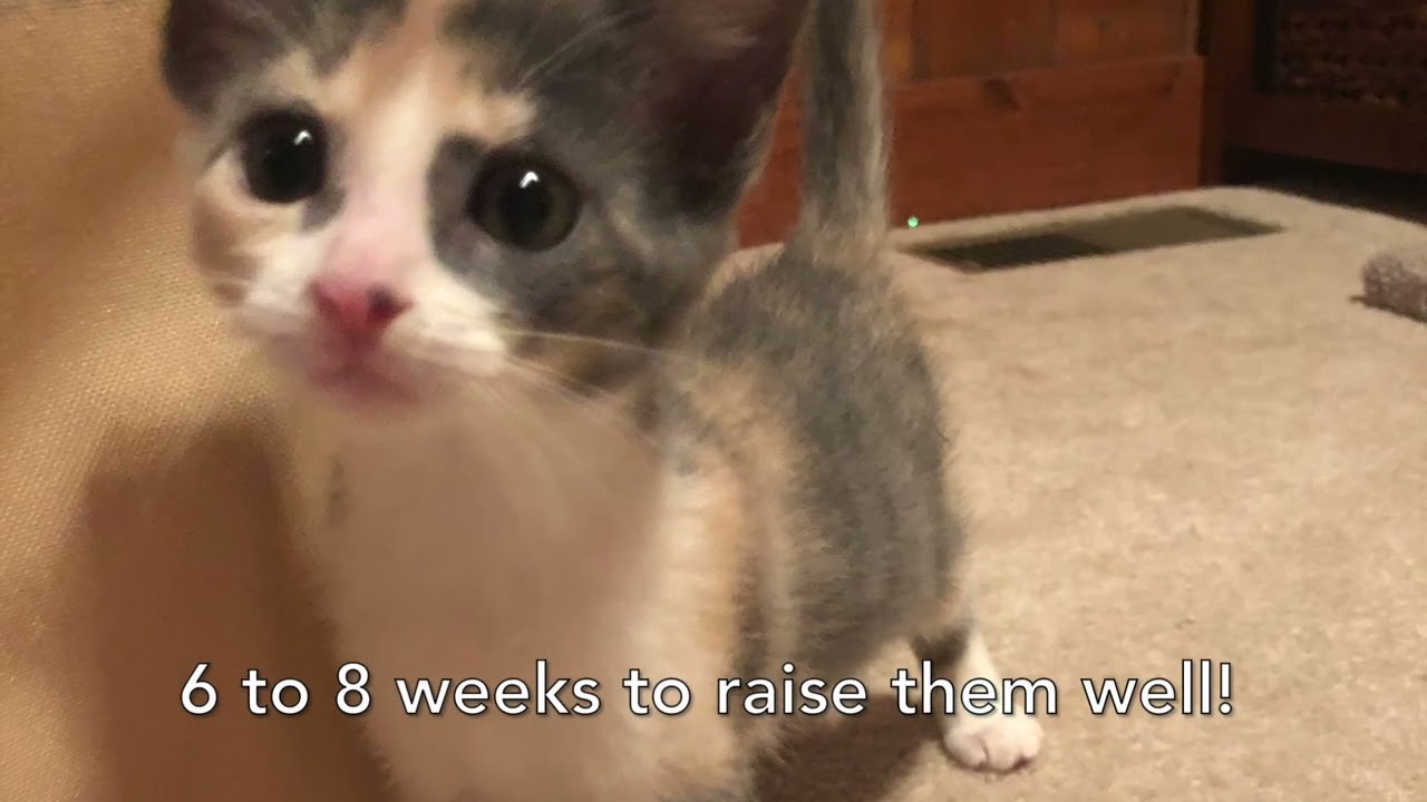 Kitten fostering tips and advice #kittenrescue #kittens #fosterkitten #fostercat