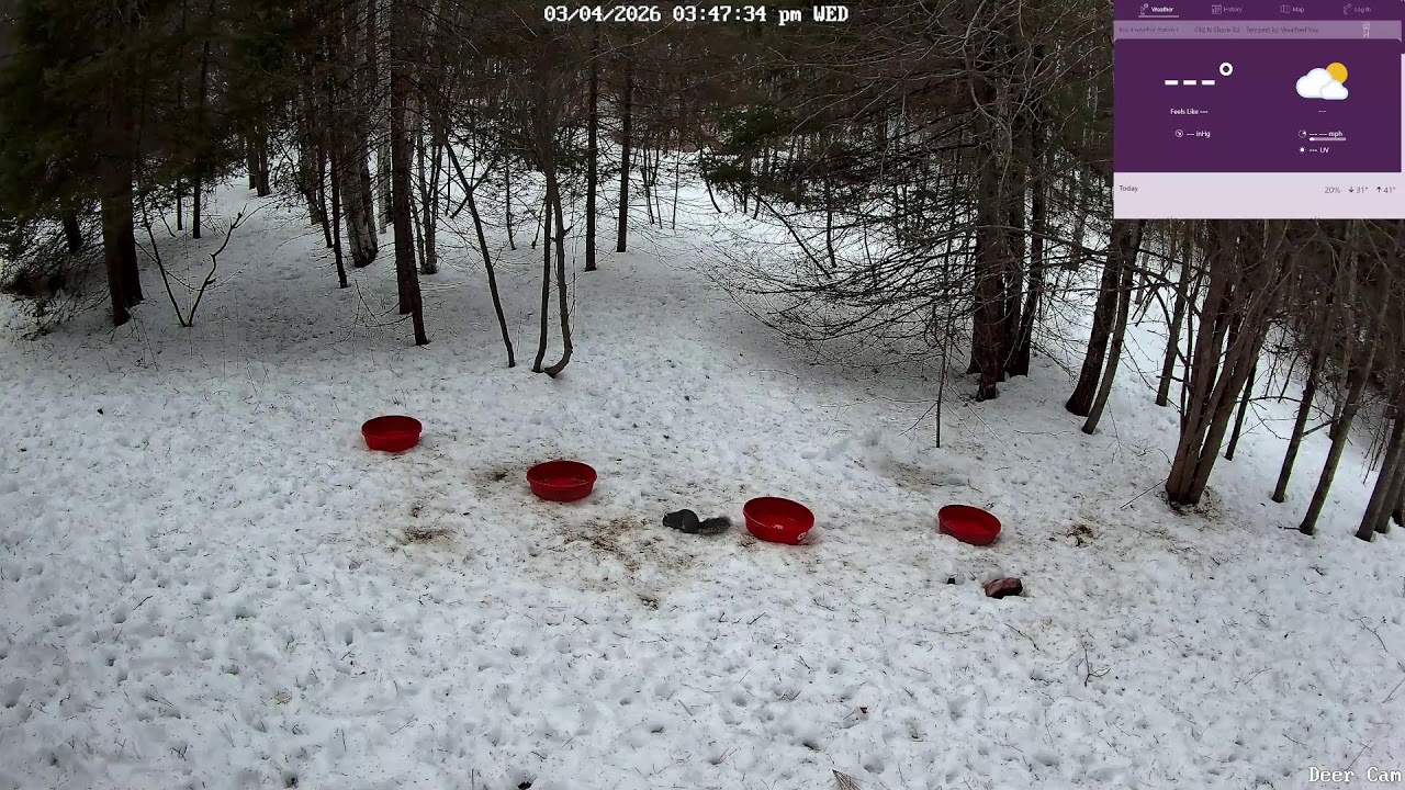 North Shore WildlifeCam
