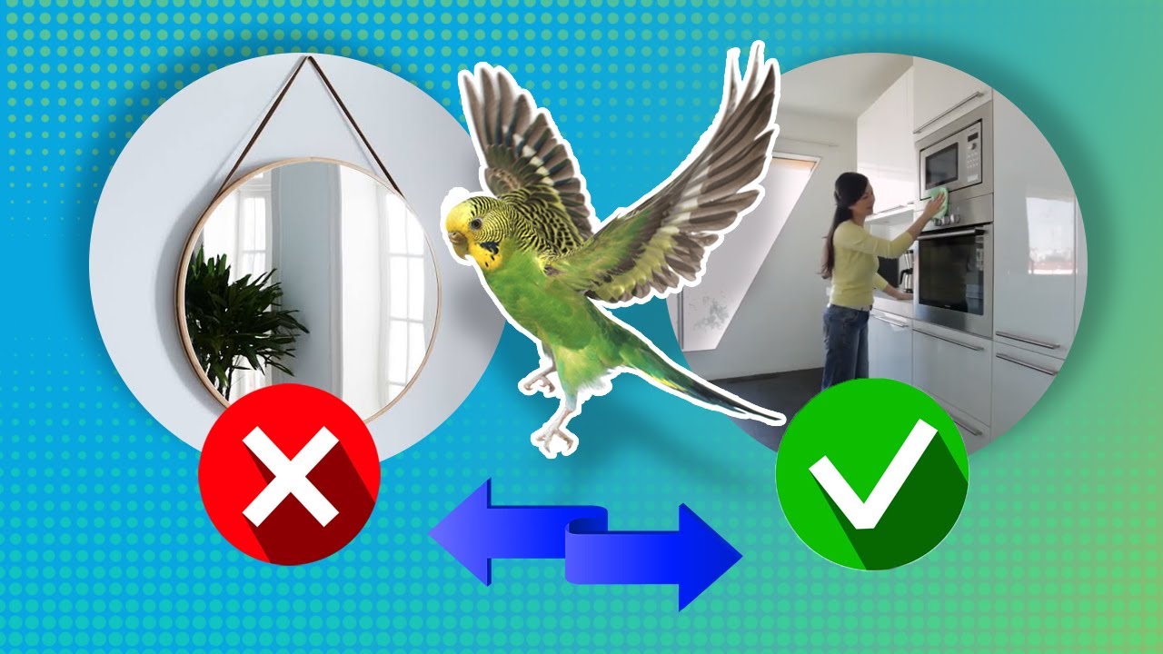How to Bird Proof your house to make it safe for Budgies (out of cage flight)