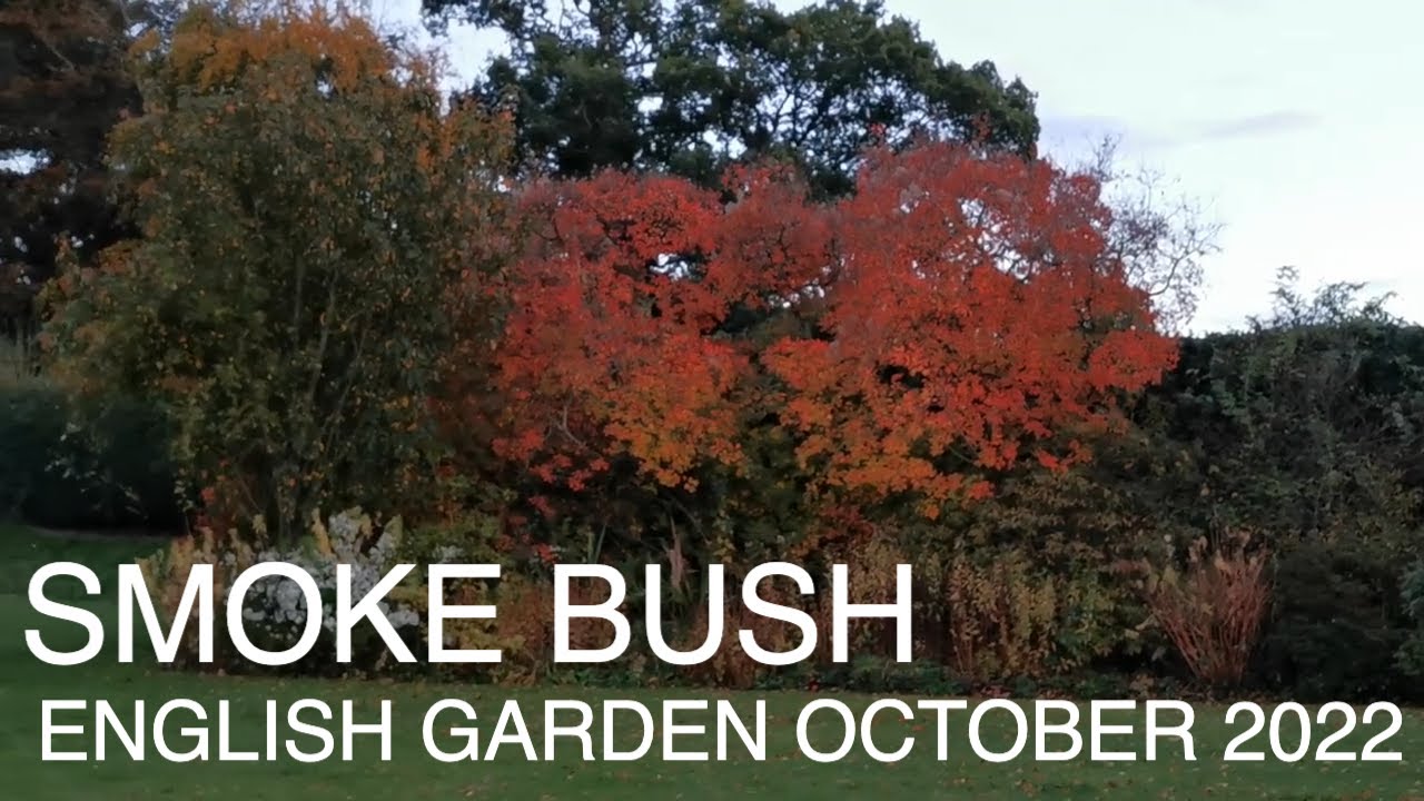 English Garden Tour Smoke Bush Nerines Cat Mints