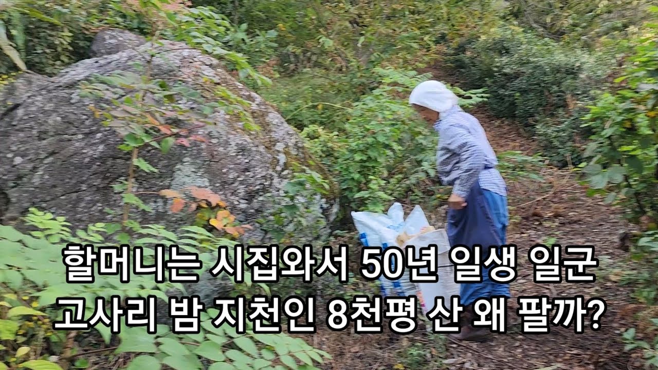 할머니는 시집와서 50평생 일군 고사리 밤 더덕 제피 두릅 편백 감이 나는 8천평 산 왜 매매하려 하나?