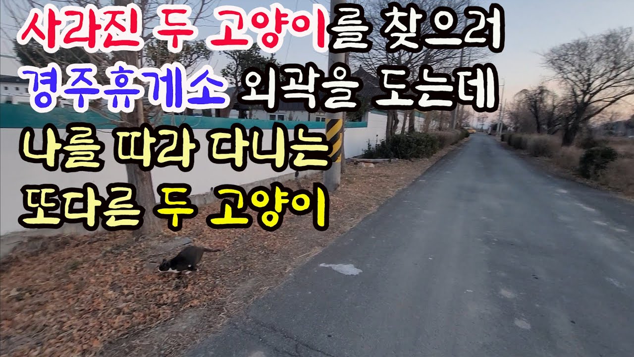 사라진 두 고양이를 찾으러 경주휴게소 주변을 도는데 나를 따르는 또다른 두 고양이
