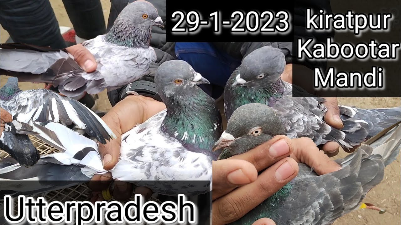किरतपुर कबूतर मंडी नजीबाबाद रोड बिजनौर उत्तर प्रदेश / Kiratpur sunday kabutar market bjnor 29-1-2023
