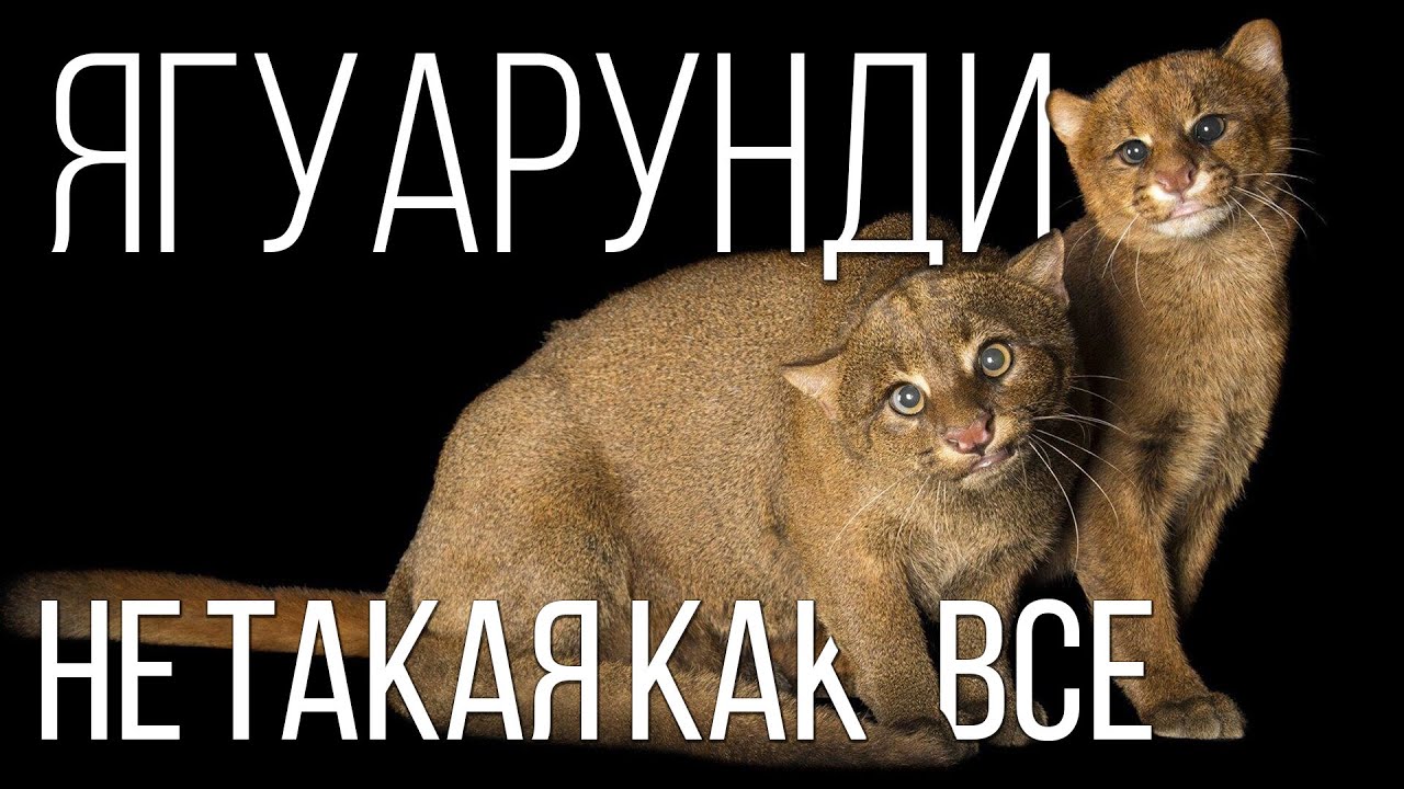 Ягуарунди: Странная Кошка | Интересные факты про ягуарунди