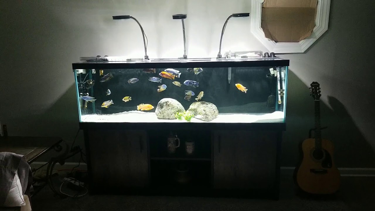 New 125 gallon African Cichlid Tank. Amazing, wonderful, best, aquarium, fish tank, haps, peacocks,