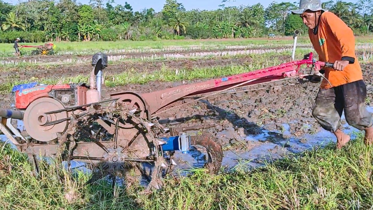 Semangat kerja sore dua traktor kubota kerja bareng garap lahan