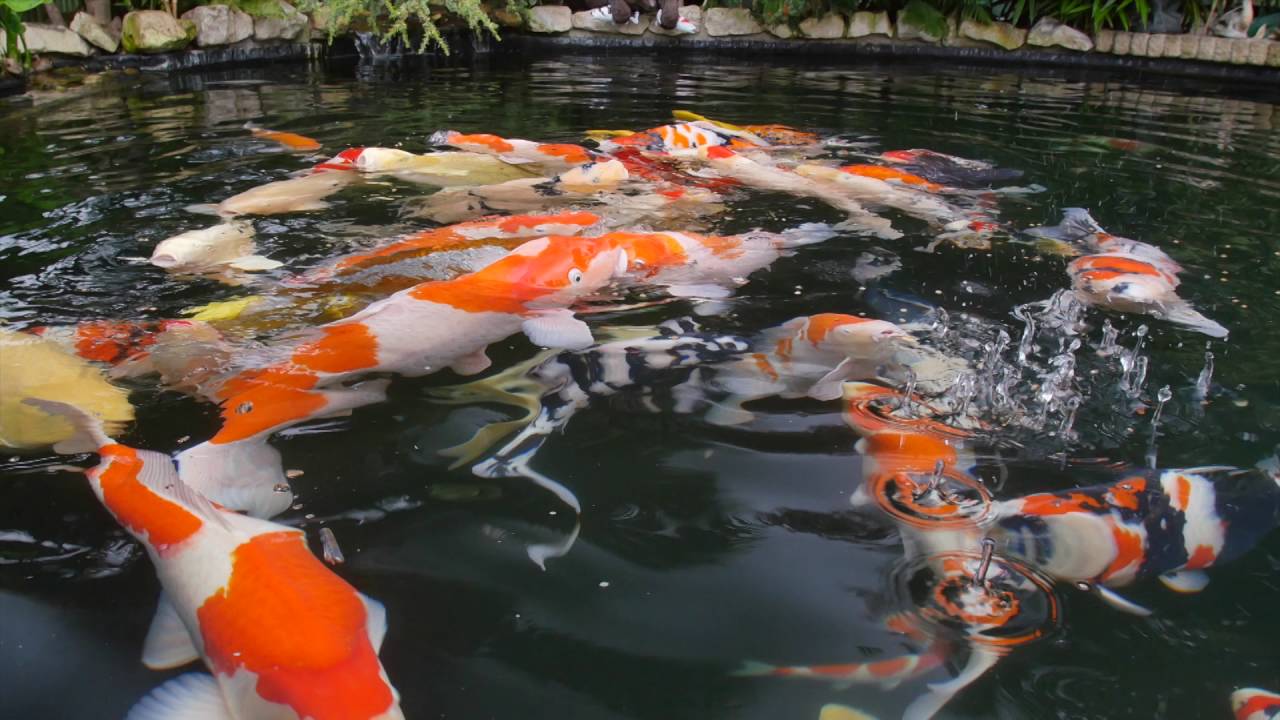 Kev Green's pond